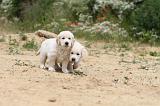 GOLDEN RETRIEVER 334